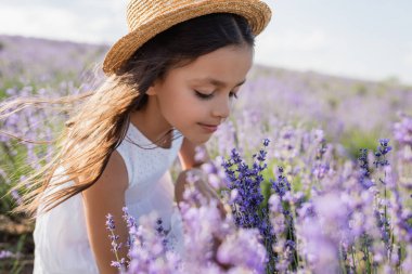 child in straw hat smelling blossoming lavender in summer field