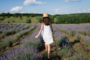 back view of girl in white dress and straw hat walking in meadow with flowering lavender