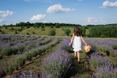 back view of brunette girl in white dress walking in lavender field with straw hat