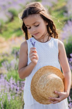 happy child with straw hat smelling lavender flowers in blurred meadow