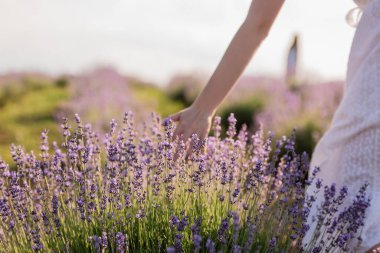 partial view of woman touching lavender in summer meadow
