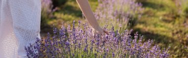 partial view of woman near lavender blooming in meadow, banner
