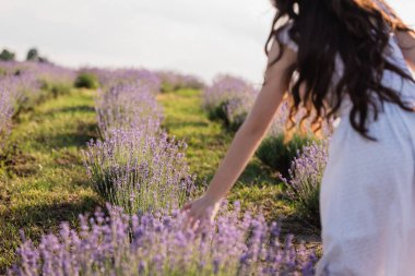 partial view of blurred brunette woman with long hair in field of flowering lavender clipart