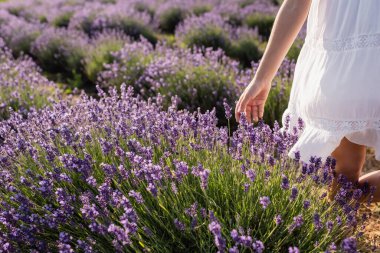 cropped view of kid in white dress near flowering lavender in summer field
