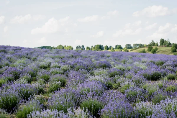 meadow with flowering lavender under cloudy sky