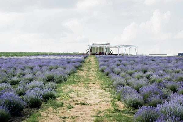 field with blooming purple lavender in plant nursery