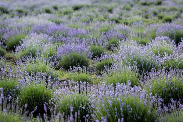 meadow with flowering lavender plants in summer