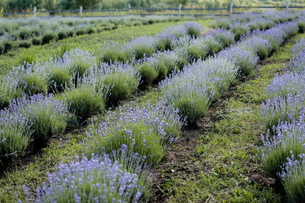 rows of purple lavender blooming on farmland