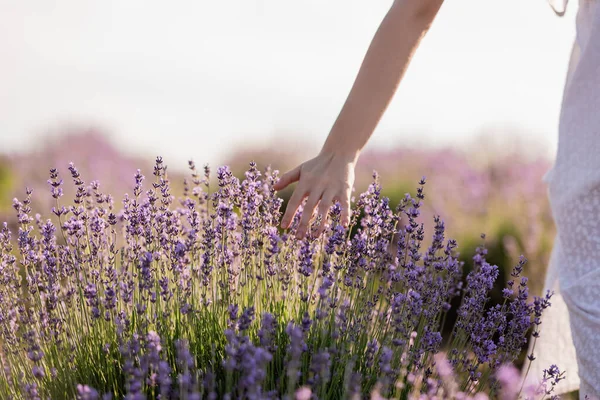 Cropped View Woman Touching Blossoming Lavender Field — Stock fotografie