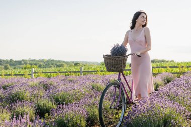 brunette woman with bike and lavender flowers in wicker basket looking away in blossoming field