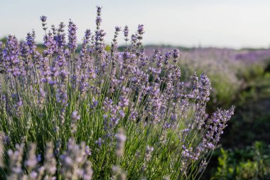 close up view of lavender blossom in summer field