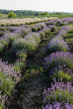 rows of violet lavender blooming in field