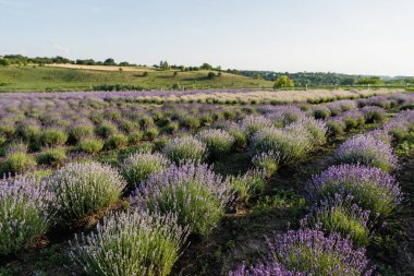 rows of blooming lavender bushes in summer field