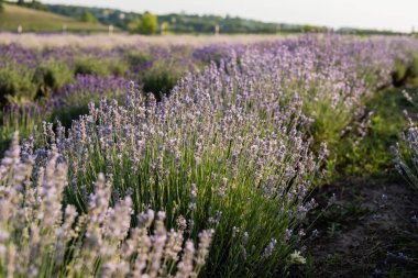 close up view of lavender flowers blossoming in meadow