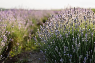 close up view of purple lavender blooming in meadow