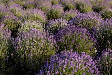 bushes of violet lavender blossoming in meadow