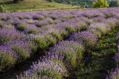 rows of flowering lavender bushes in meadow