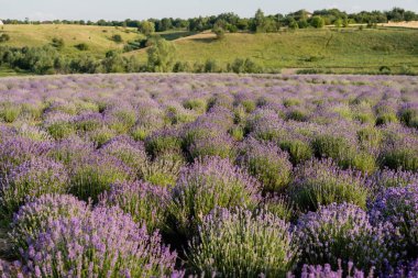 field with flowering lavender in countryside
