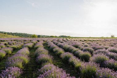 blooming lavender flowers on field in farmland
