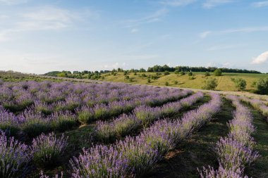 field with blossoming lavender under blue sky in farmland