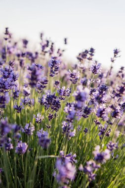 close up view of purple lavender flowers blossoming in field