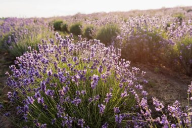 purple lavender flowers in meadow on summer day