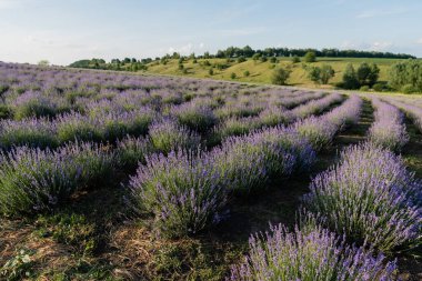 purple lavender flowers blooming on summer day