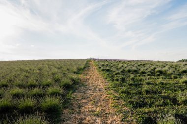 meadow with green plants under blue sky on summer day