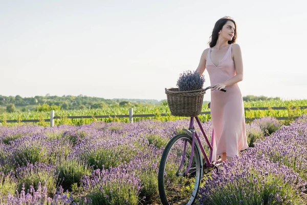 Brunette Woman Bike Lavender Flowers Wicker Basket Looking Away Blossoming — Fotografia de Stock