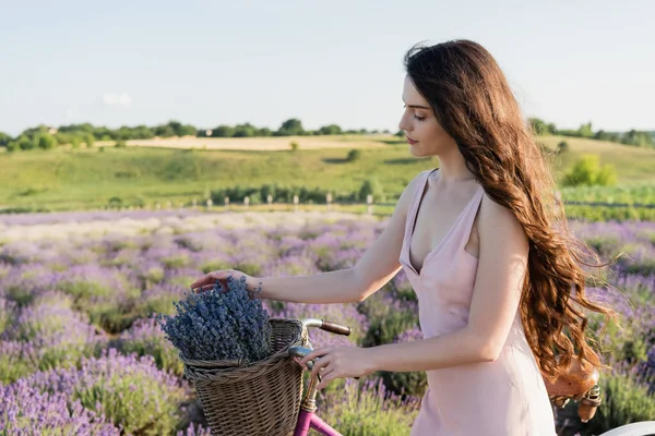 brunette woman walking with bicycle and lavender flowers in wicker basket