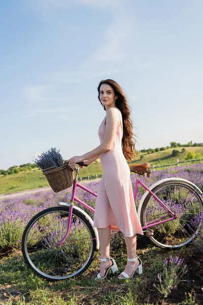 Full Length Woman Bicycle Lavender Wicker Basket Looking Camera Meadow — 스톡 사진