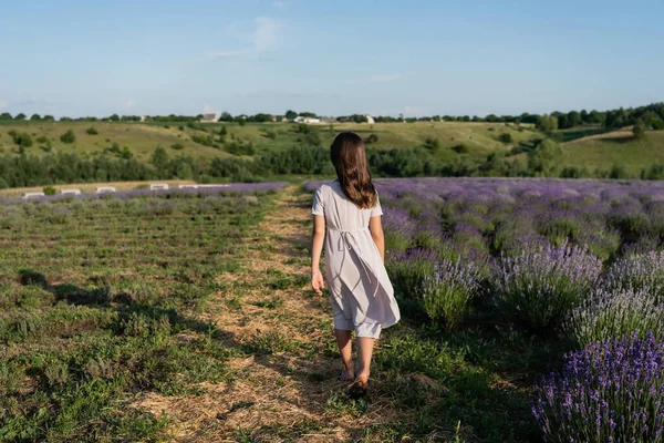 back view of brunette girl in summer dress walking in field with flowering lavender
