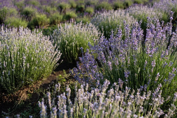 summer field with blooming lavender flowers