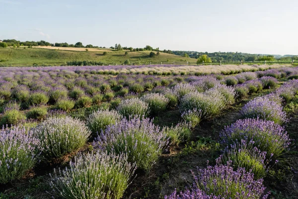 rows of blooming lavender bushes in summer field