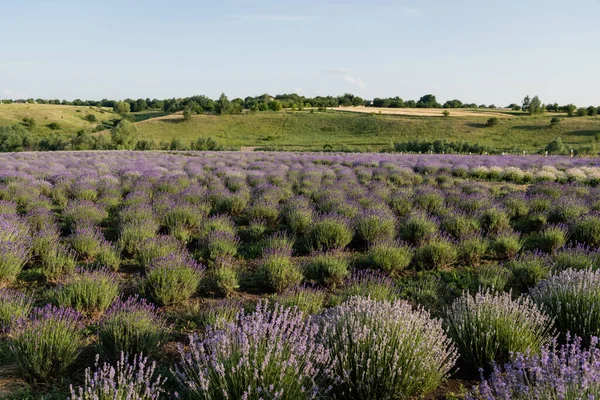 lavender flowers blooming in meadow on summer day