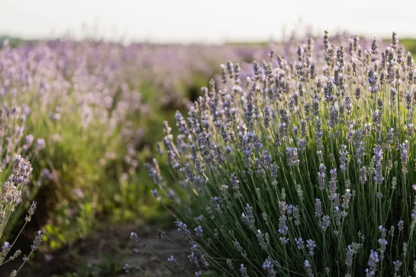 close up view of purple lavender blooming in meadow