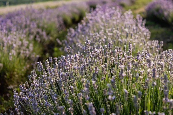 Close View Rows Flowering Lavender Field — Foto de Stock