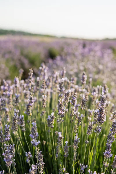 close up view of lavender flowers blooming in summer meadow