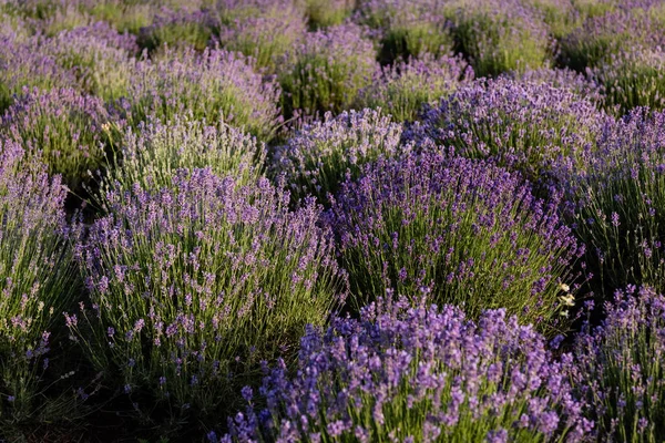 bushes of violet lavender blossoming in meadow