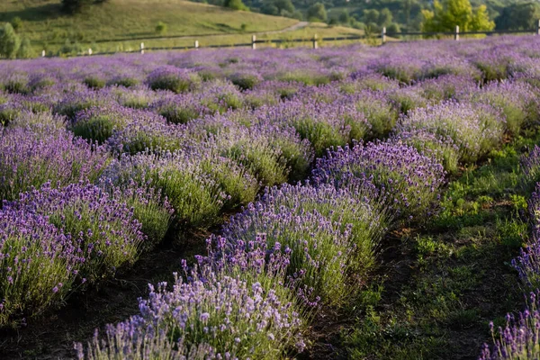 rows of flowering lavender bushes in meadow