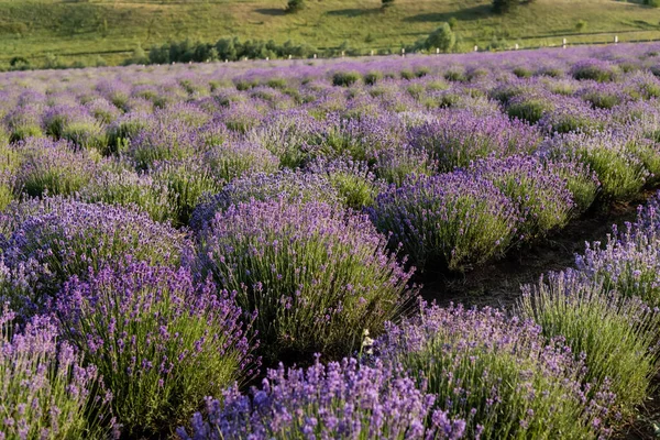 Rows Lavender Flowering Plant Nursery — Foto de Stock