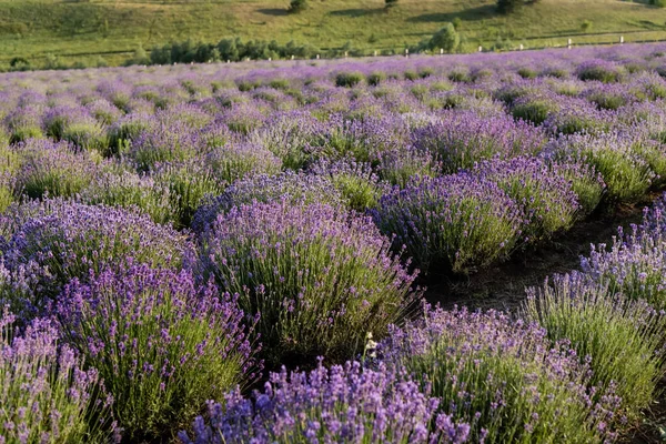 rows of lavender flowering in plant nursery