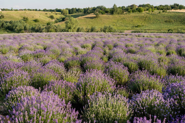 поле с цветущей лавандой в сельской местности