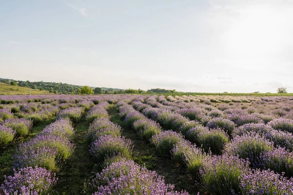 blooming lavender flowers on field in farmland
