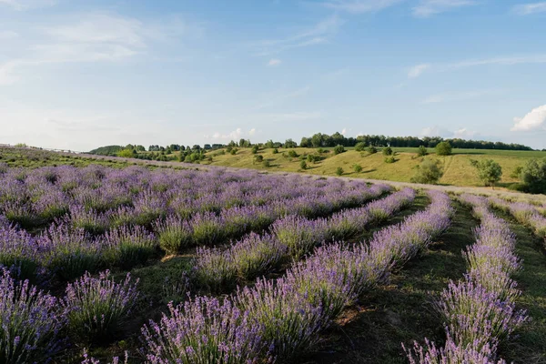 field with blossoming lavender under blue sky in farmland