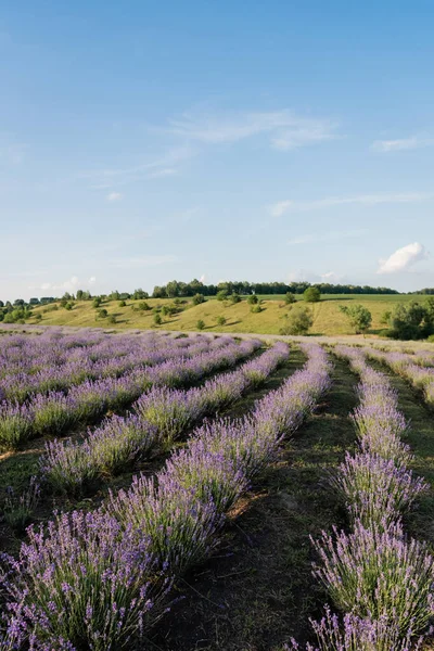 blooming lavender bushes under blue sky in farmland