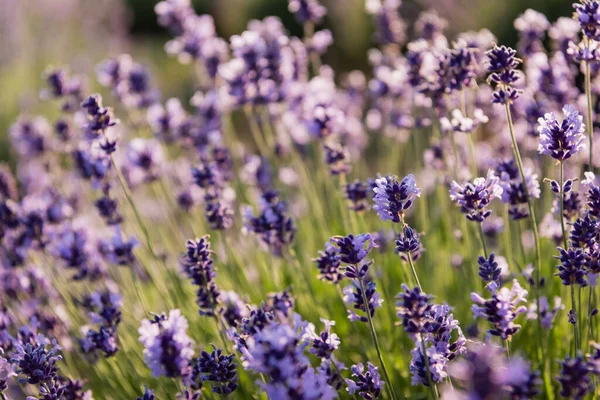 close up view of lavender plants flowering in field
