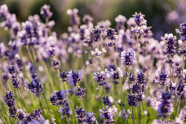 close up view of lavender flowers blooming on blurred background
