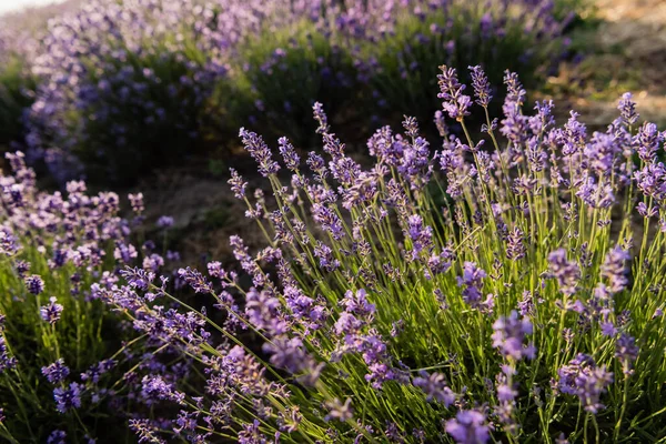 high angle view of lavender bushes blooming in meadow