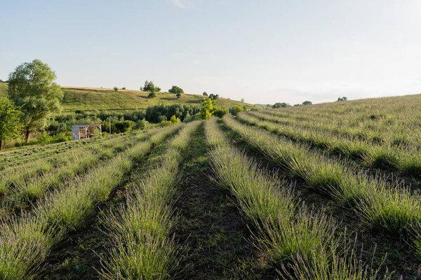 rows of green plants in meadow under clear sky